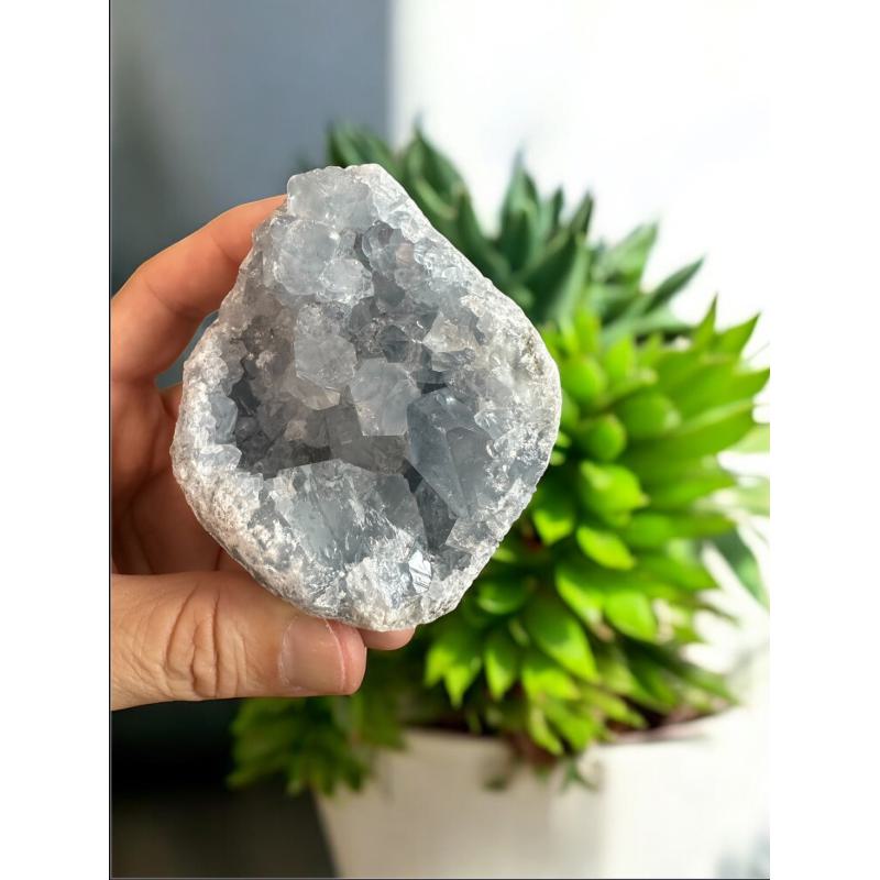 Geoda Celestina Ref 14